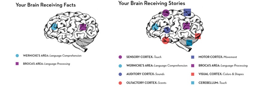 Your brain receiving stories